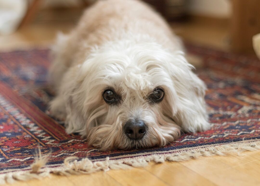 #40. Dandie Dinmont terriers